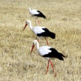 2408G 024 Werra Radweg